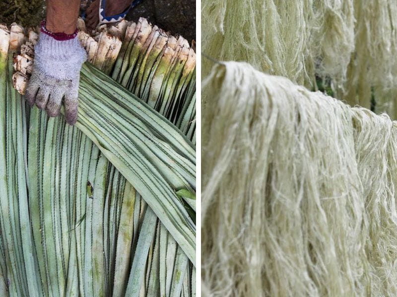vải sợi dứa